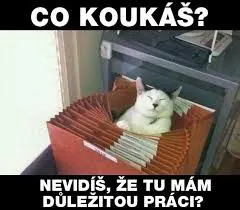 Obrázek na LastBro: 1000043768