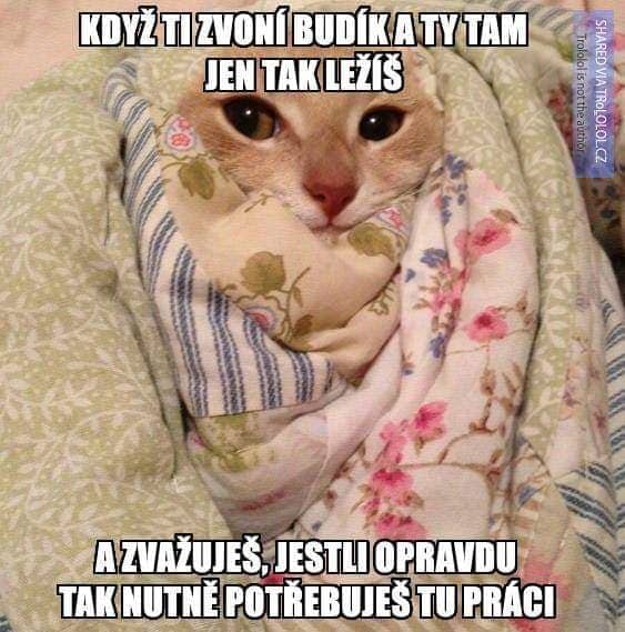 Obrázek na LastBro: 1000041904